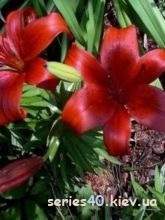 Flowers | 240*320
