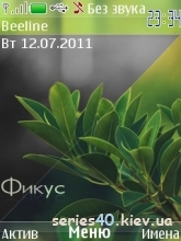 Фикус by koshac | 240*320