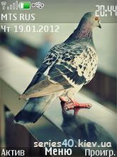 Bird by gdbd | 240x320