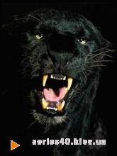 Black Panther | 240*320