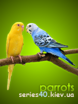 Parrots by Walk | 240*320