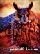 Serious Owl | 240*320